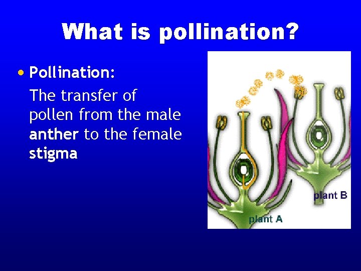 What is pollination? • Pollination: The transfer of pollen from the male anther to