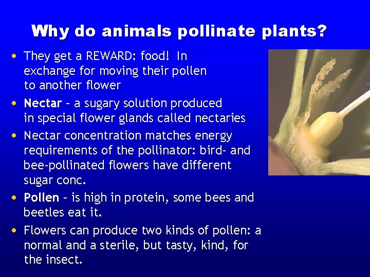 Why do animals pollinate plants? • They get a REWARD: food! In • •