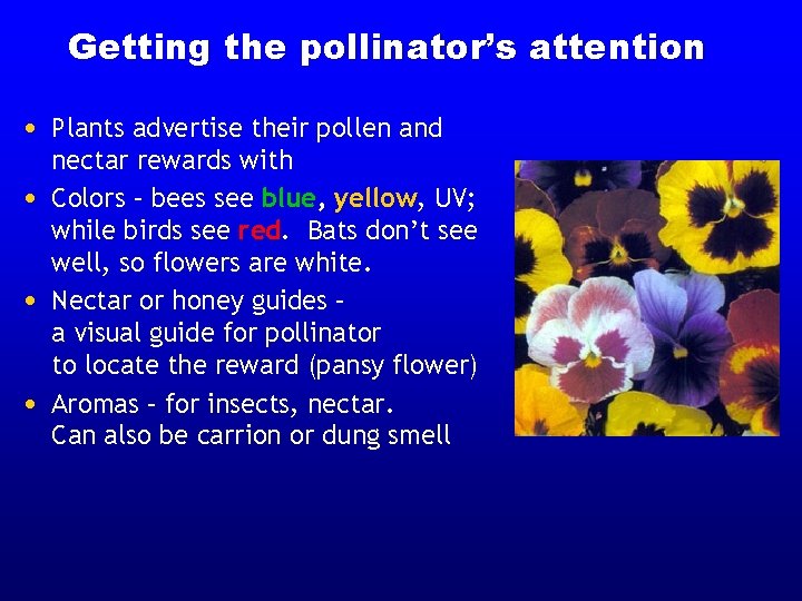 Getting the pollinator’s attention • Plants advertise their pollen and • • • nectar