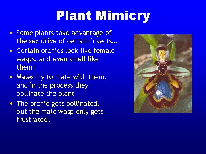 Plant Mimicry • Some plants take advantage of • • • the sex drive