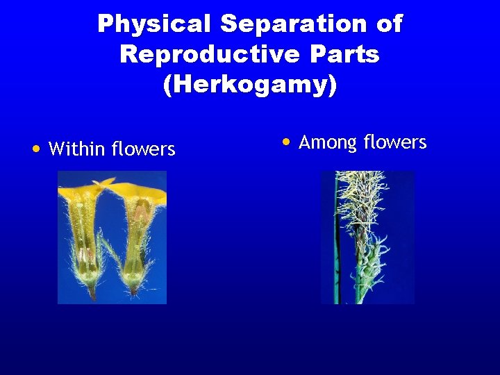 Physical Separation of Reproductive Parts (Herkogamy) • Within flowers • Among flowers 