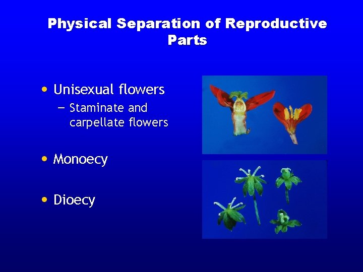 Physical Separation of Reproductive Parts • Unisexual flowers – Staminate and carpellate flowers •