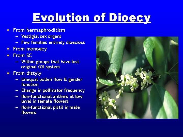 Evolution of Dioecy • From hermaphroditism – Vestigial sex organs – Few families entirely