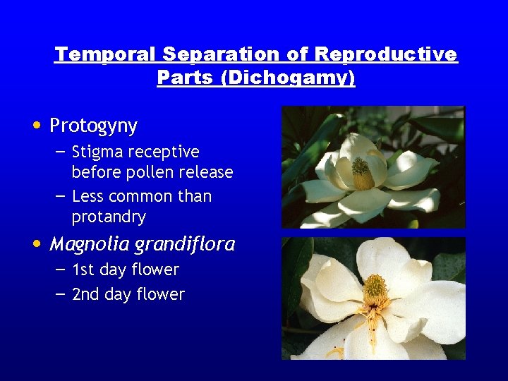 Temporal Separation of Reproductive Parts (Dichogamy) • Protogyny – Stigma receptive before pollen release