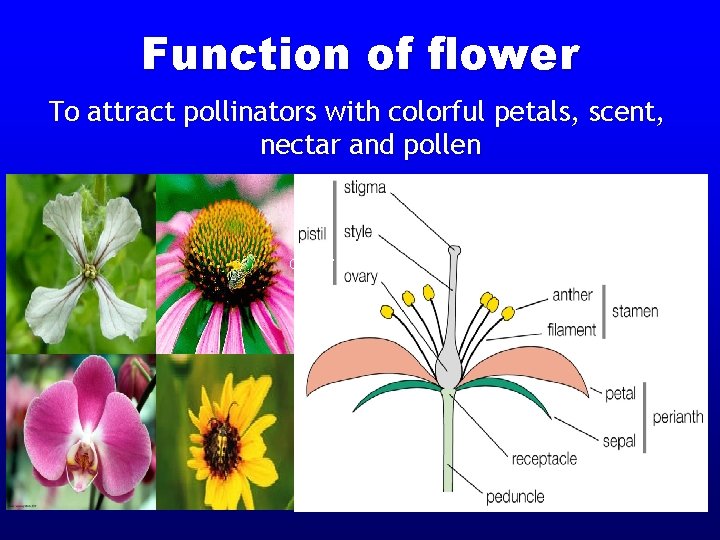 Function of flower To attract pollinators with colorful petals, scent, nectar and pollen Carpel/
