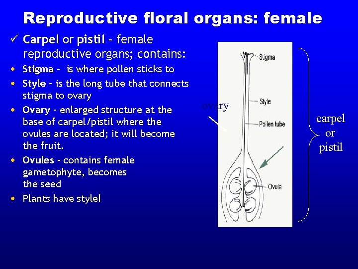 Reproductive floral organs: female ü Carpel or pistil – female reproductive organs; contains: •