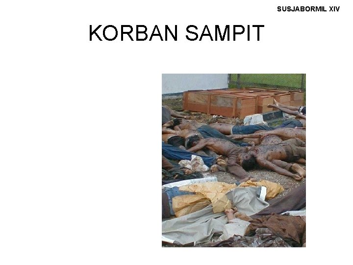 SUSJABORMIL XIV KORBAN SAMPIT 