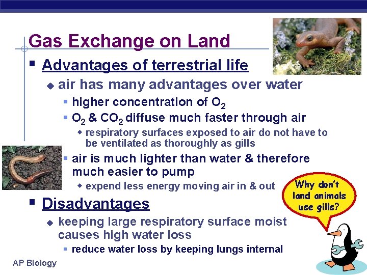 Gas Exchange on Land § Advantages of terrestrial life u air has many advantages