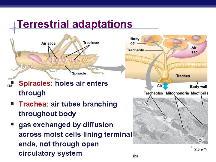Terrestrial adaptations § Spiracles: holes air enters through § Trachea: air tubes branching throughout