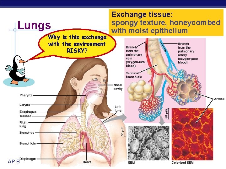 Lungs Why is this exchange with the environment RISKY? AP Biology Exchange tissue: spongy