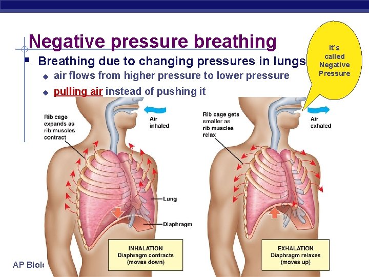 Negative pressure breathing § Breathing due to changing pressures in lungs u air flows