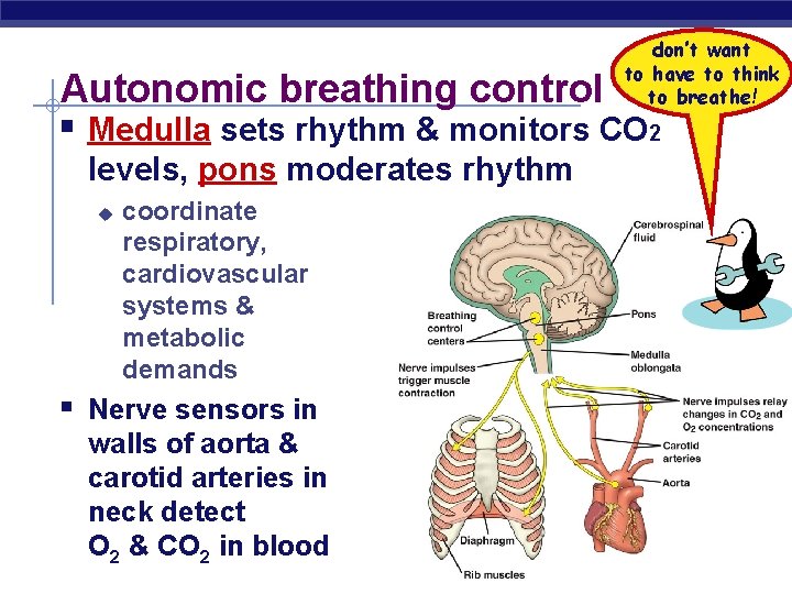 don’t want to have to think to breathe! Autonomic breathing control § Medulla sets