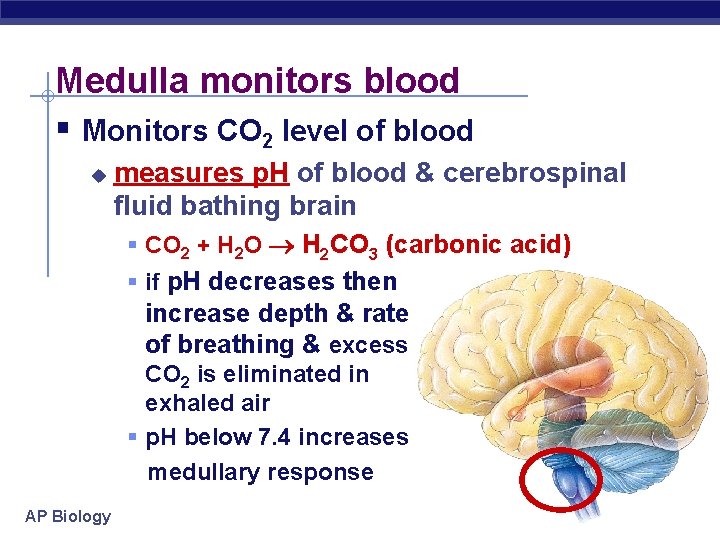 Medulla monitors blood § Monitors CO 2 level of blood u measures p. H