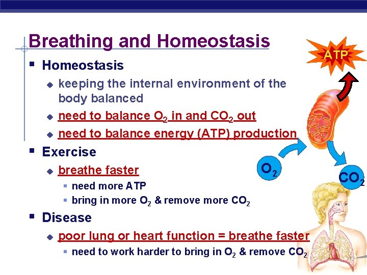 Breathing and Homeostasis § Homeostasis u u u ATP keeping the internal environment of