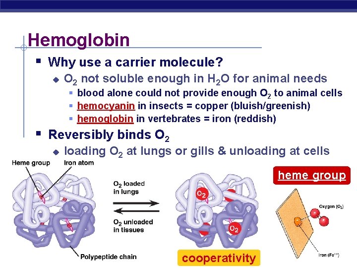 Hemoglobin § Why use a carrier molecule? u O 2 not soluble enough in