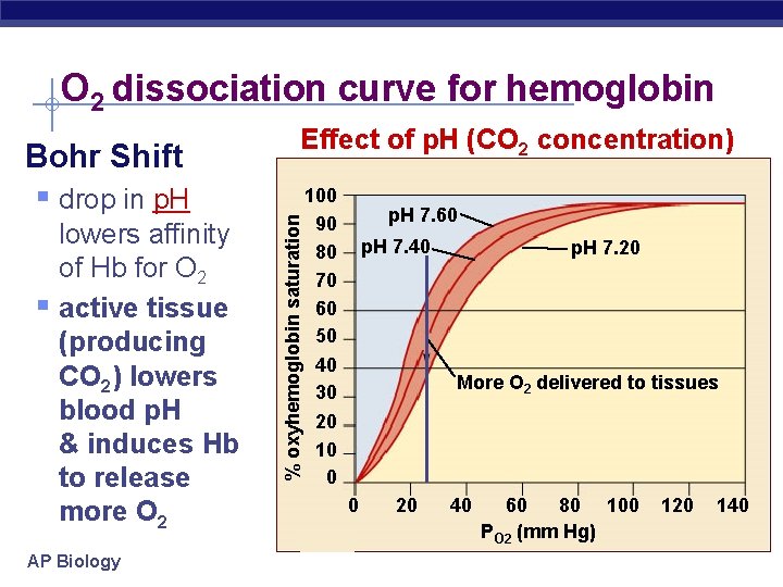 O 2 dissociation curve for hemoglobin § drop in p. H lowers affinity of