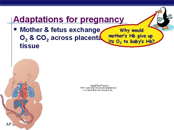 Adaptations for pregnancy § Mother & fetus exchange O 2 & CO 2 across