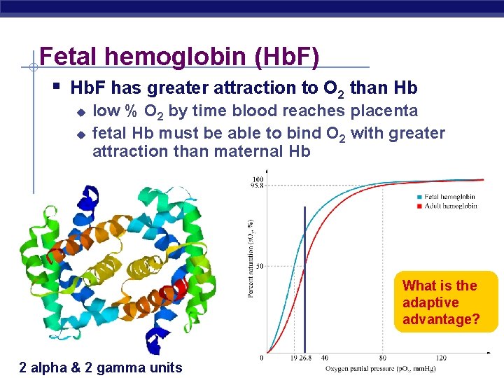 Fetal hemoglobin (Hb. F) § Hb. F has greater attraction to O 2 than