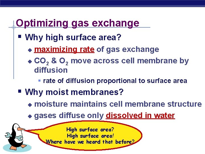Optimizing gas exchange § Why high surface area? maximizing rate of gas exchange u