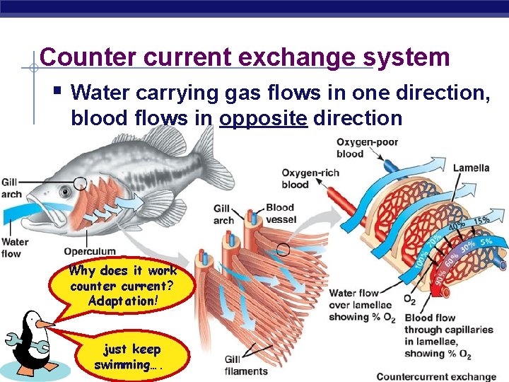 Counter current exchange system § Water carrying gas flows in one direction, blood flows