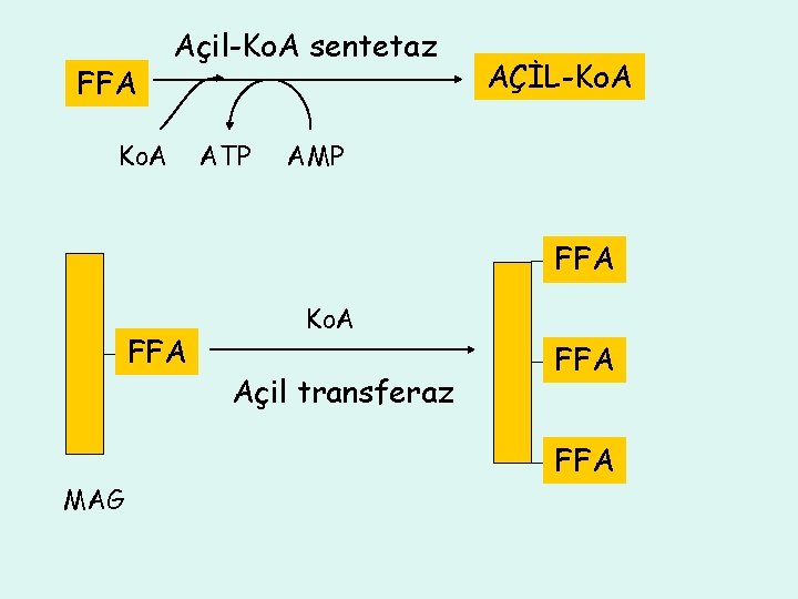 FFA Açil-Ko. A sentetaz Ko. A ATP AÇİL-Ko. A AMP FFA MAG Ko. A