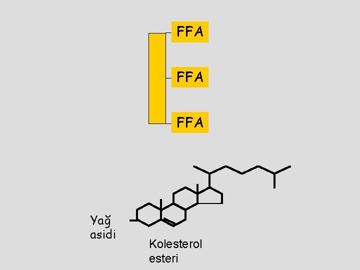 FFA FFA Yağ asidi Kolesterol esteri 