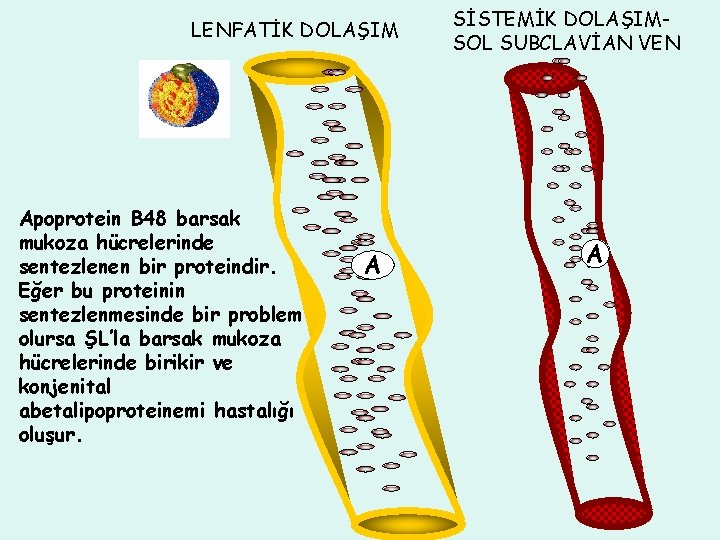 LENFATİK DOLAŞIM Apoprotein B 48 barsak mukoza hücrelerinde sentezlenen bir proteindir. Eğer bu proteinin