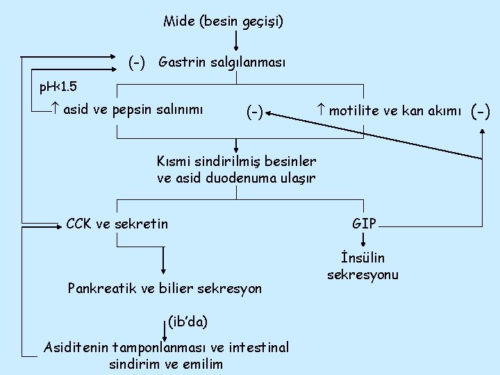 Mide (besin geçişi) (-) Gastrin salgılanması p. H<1. 5 asid ve pepsin salınımı (-)