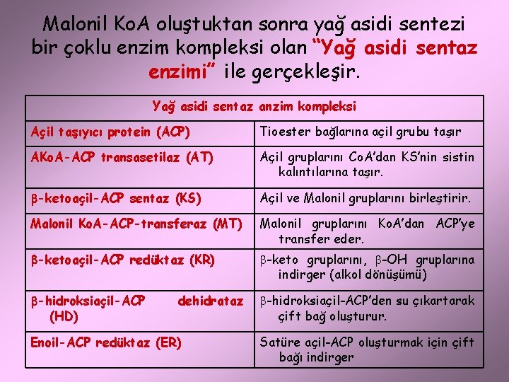 Malonil Ko. A oluştuktan sonra yağ asidi sentezi bir çoklu enzim kompleksi olan “Yağ