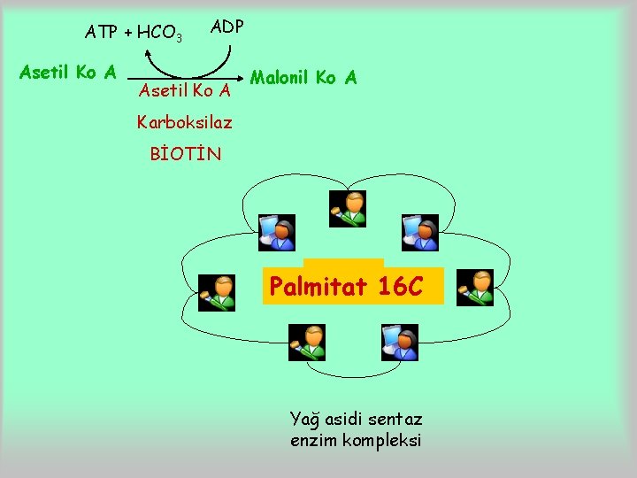 ATP + HCO 3 Asetil Ko A ADP Asetil Ko A Malonil Ko A