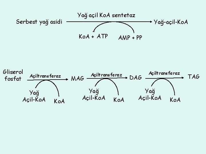 Serbest yağ asidi Yağ açil Ko. A sentetaz Ko. A + ATP Gliserol fosfat