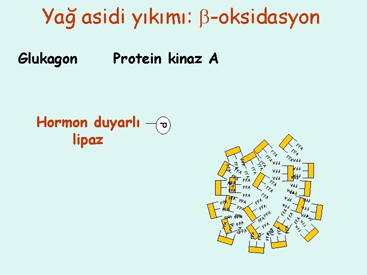Yağ asidi yıkımı: -oksidasyon Protein kinaz A P A FF FA F FF AFFA
