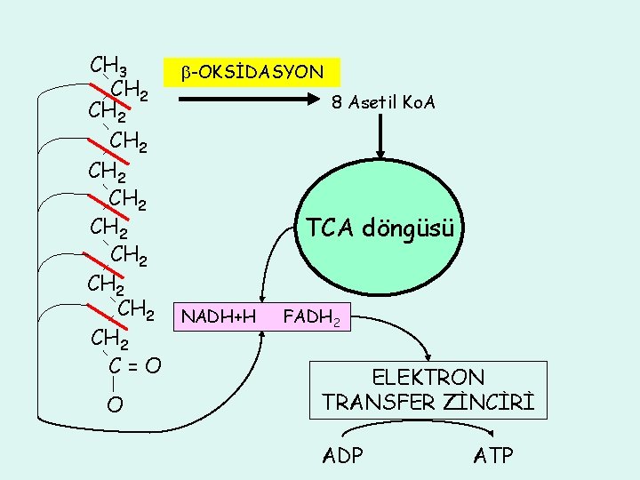 CH 3 -OKSİDASYON CH 2 8 Asetil Ko. A CH 2 CH 2 TCA