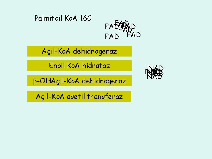 Palmitoil Ko. A 16 C FAD FADH Açil-Ko. A dehidrogenaz FADH 2 22 2