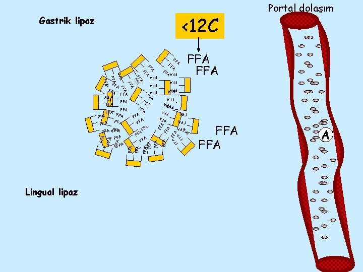 <12 C Gastrik lipaz FFA FF AFFA A FF FF A FFA FFA A