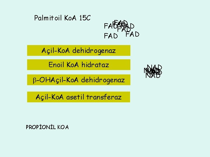 Palmitoil Ko. A 15 C FAD FADH Açil-Ko. A dehidrogenaz FADH 2 22 2