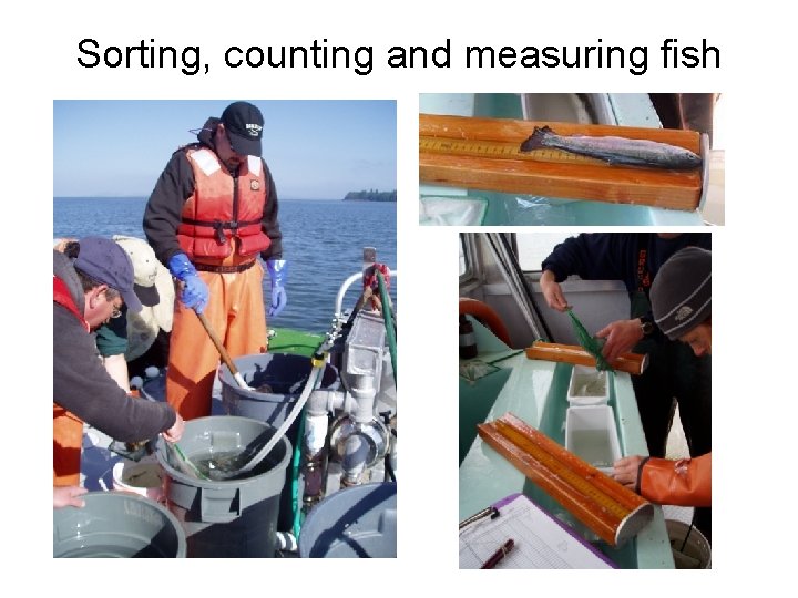 Sorting, counting and measuring fish 