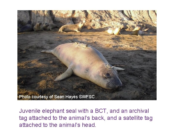 Photo courtesy of Sean Hayes SWFSC Juvenile elephant seal with a BCT, and an
