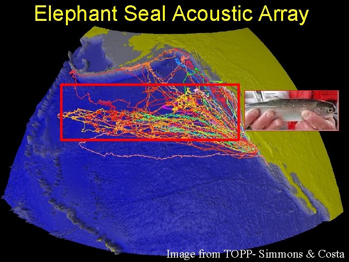 Elephant Seal Acoustic Array Image from TOPP- Simmons & Costa 