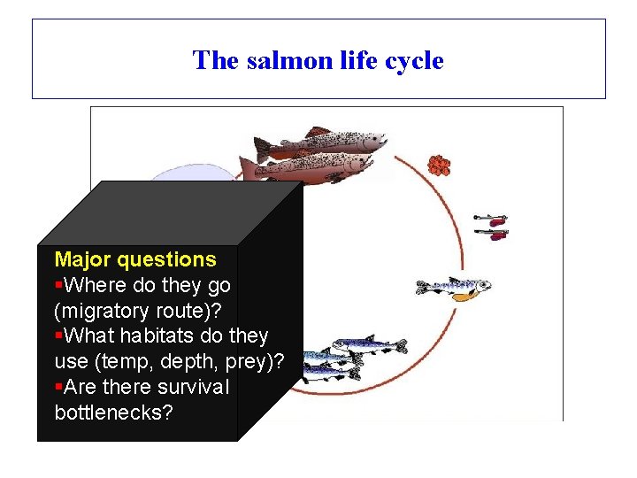 The salmon life cycle Major questions §Where do they go (migratory route)? §What habitats
