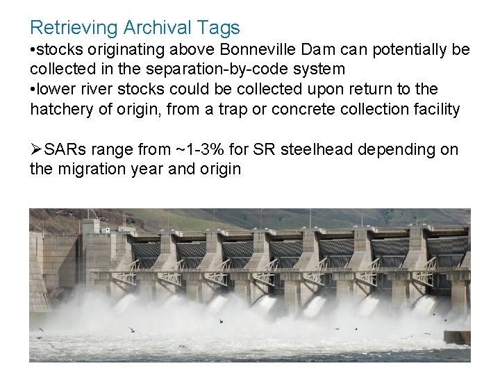 Retrieving Archival Tags • stocks originating above Bonneville Dam can potentially be collected in
