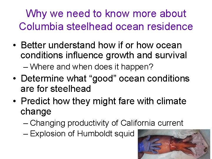 Why we need to know more about Columbia steelhead ocean residence • Better understand