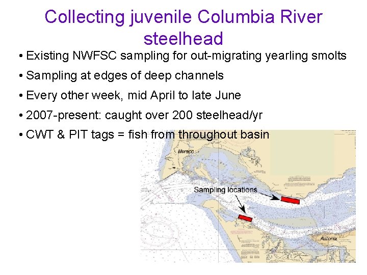 Collecting juvenile Columbia River steelhead • Existing NWFSC sampling for out-migrating yearling smolts •