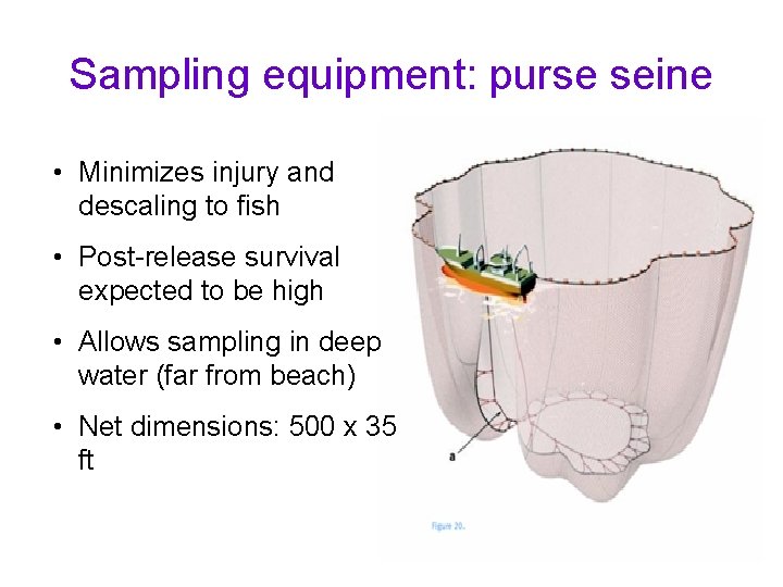 Sampling equipment: purse seine • Minimizes injury and descaling to fish • Post-release survival