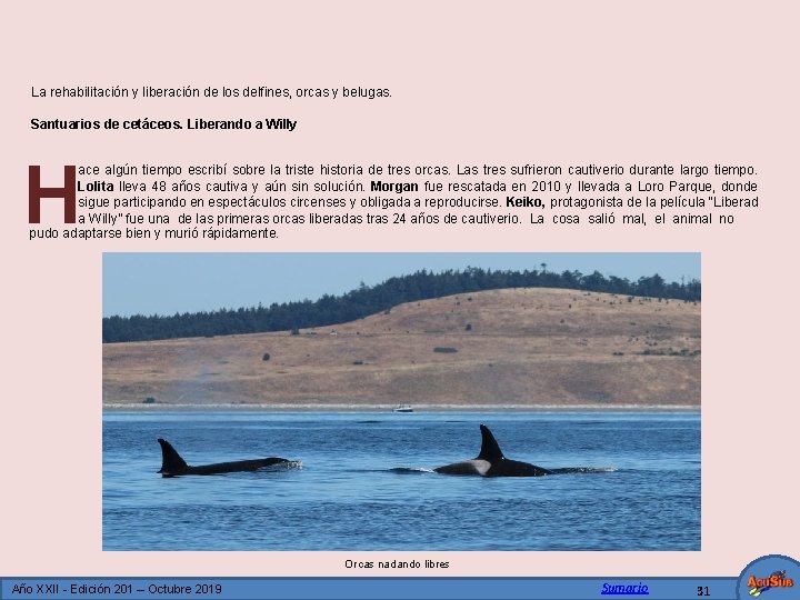 La rehabilitación y liberación de los delfines, orcas y belugas. Santuarios de cetáceos. Liberando