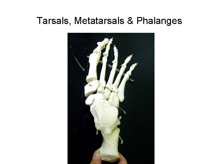 Tarsals, Metatarsals & Phalanges 