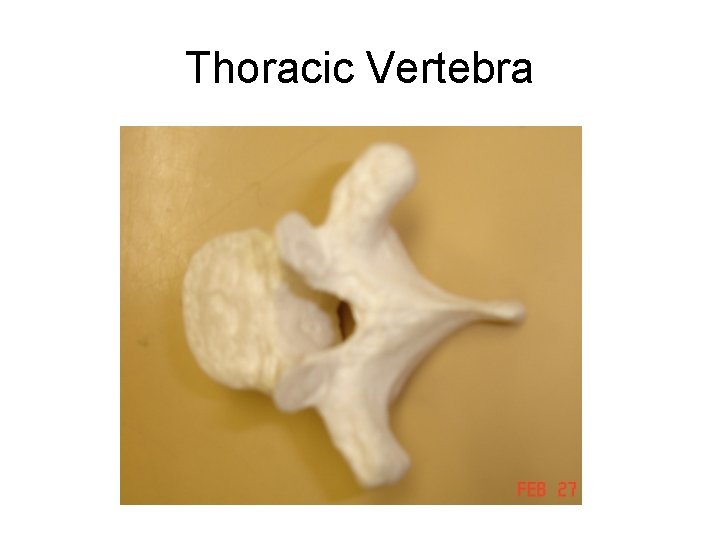 Thoracic Vertebra 