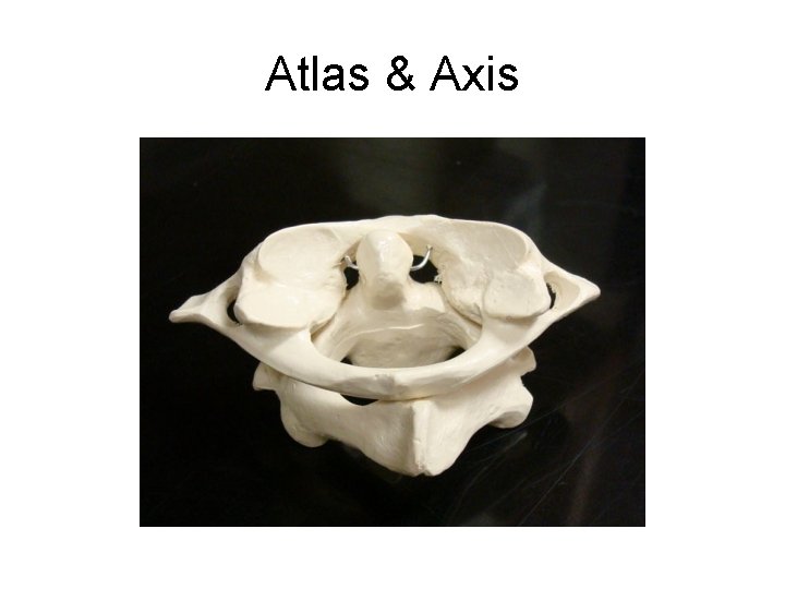 Atlas & Axis 