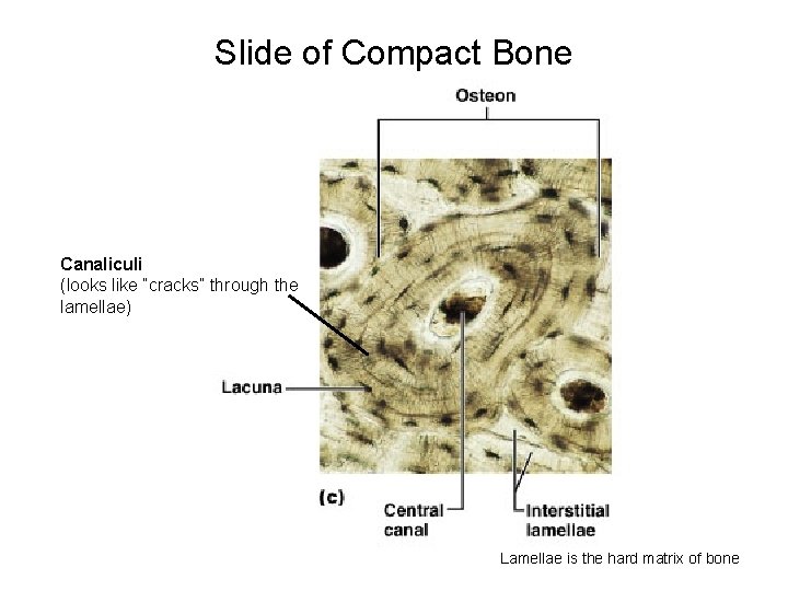 Slide of Compact Bone Canaliculi (looks like “cracks” through the lamellae) Lamellae is the