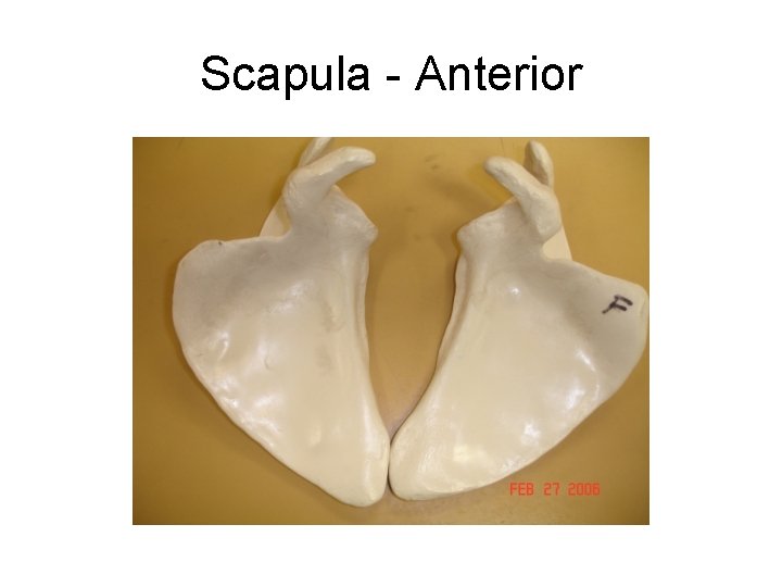 Scapula - Anterior Left Scapula Right Scapula 